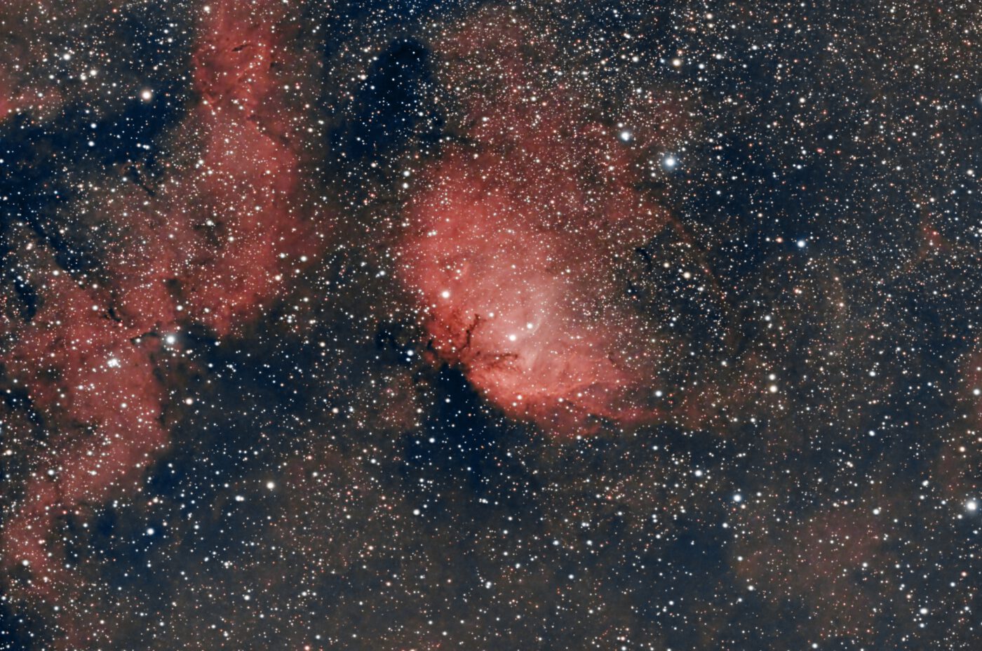 Nebulosa Tulipano